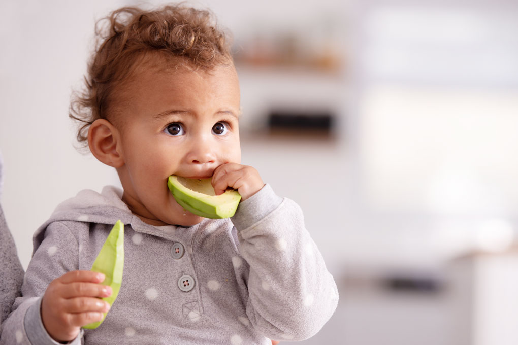 Avocado is an ideal complementary food for infants